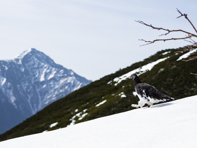 岩石ptarmigan maleand kitadake山