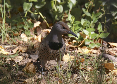 镀金Flicker(雌性)(colaptes chrysoides)坐在地上