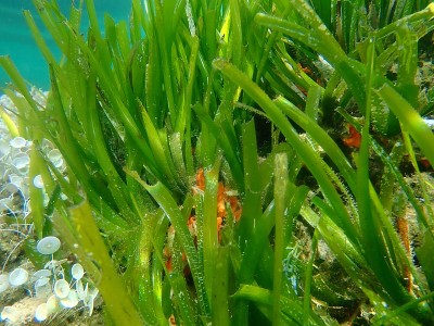 爱琴海海底的海王星草或地中海绦虫(波西多尼亚洋海)