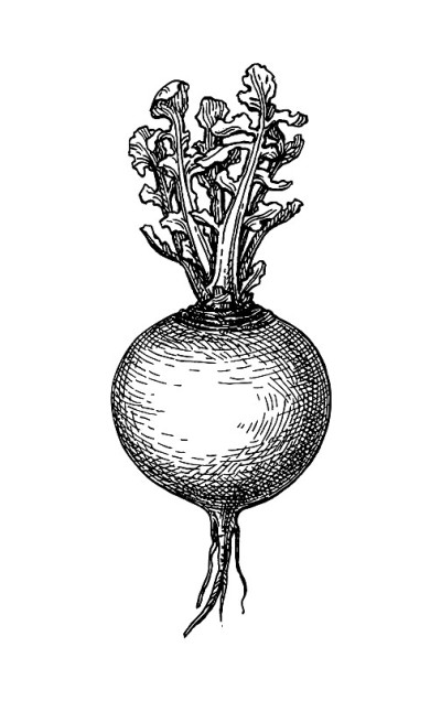 Ink sketch of turnip.