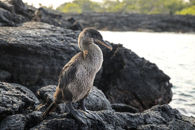 加拉帕戈斯(Phalacrocorax harrisi)矗立在熔岩场，加拉帕戈斯群岛，厄瓜多尔，南美