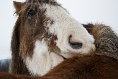 Clydesdales