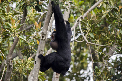 siamang