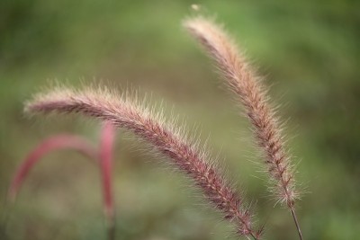 清晨的芒草田