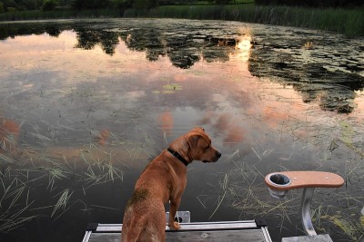 Pitbulls和sunset on the Lake