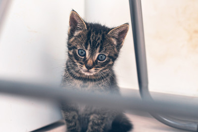 金属椅子下可爱的虎斑猫