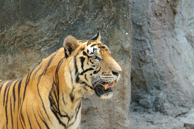近距离观察动物园里年轻美丽的大雄性印度支那虎(Panthera tigris corbetti)。可