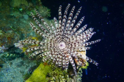 Famous wreck ship Fujikawa maru in Truk lagoon