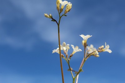GILIA STELLATA - STAR GILIA - 29 PALMS - 032319 B