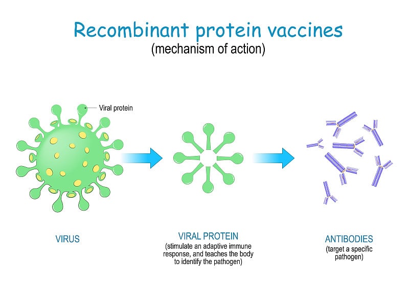 重组蛋白疫苗。的作用机制