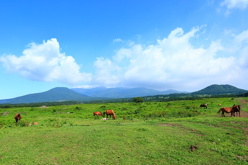 马场，马场，牧场，鸟草，哈拉山，草地，田野，夜景，