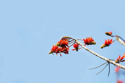 头-头鹦嘴鱼(Psittiparus gularis)