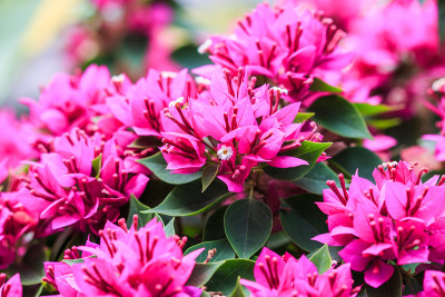 叶子花属花