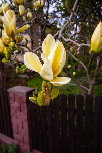 黄花木兰树