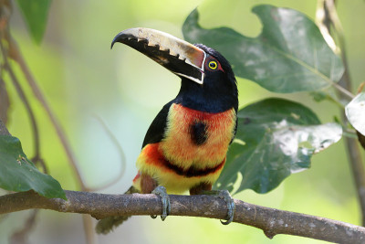 成卷的Aracari