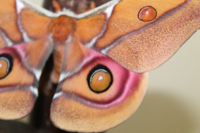 antherina suraka silkmoth