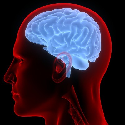 大脑是人类神经系统解剖学的一部分