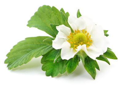 一个白色的花朵。