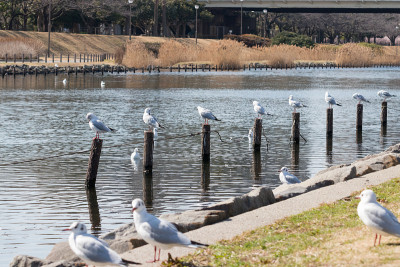 日本东京江户川市老中川河上的海鸥