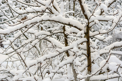 大雪过后树枝丛生