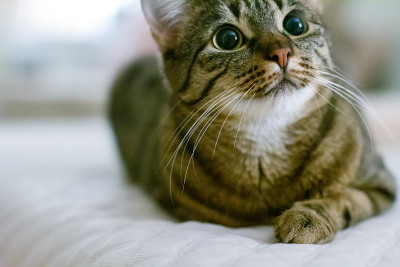 可爱的猫在床上