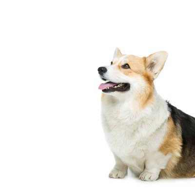 美丽的威尔士柯基犬