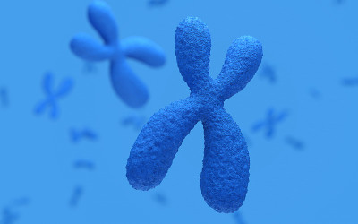 X染色体与DNA