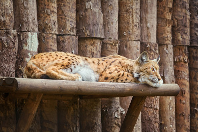 山猫在架子上休息