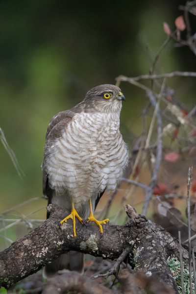 欧亚Sparrowhawk