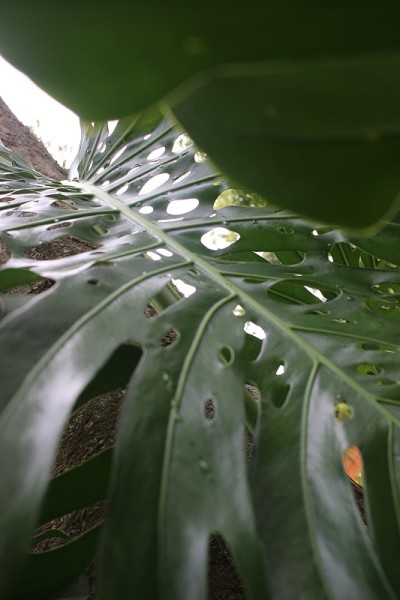 丛林叶子背景