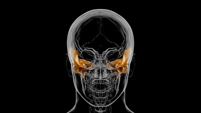 人体骨骼颅骨颞骨解剖医学概念3D