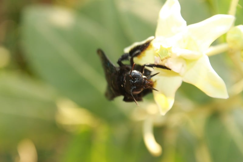 紫蜂(Xylocopa violacea)。近距离微距镜头。