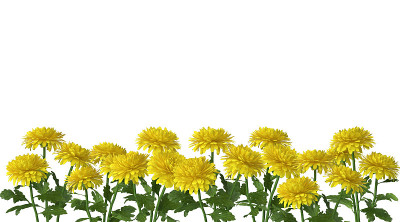 3D菊花在白色的背景