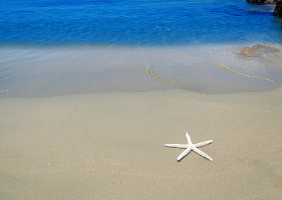 海边的海星