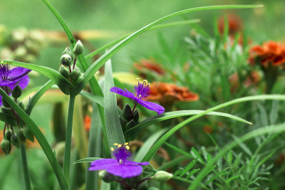 在夏季花园紫罗兰花黄色花药，侧视图