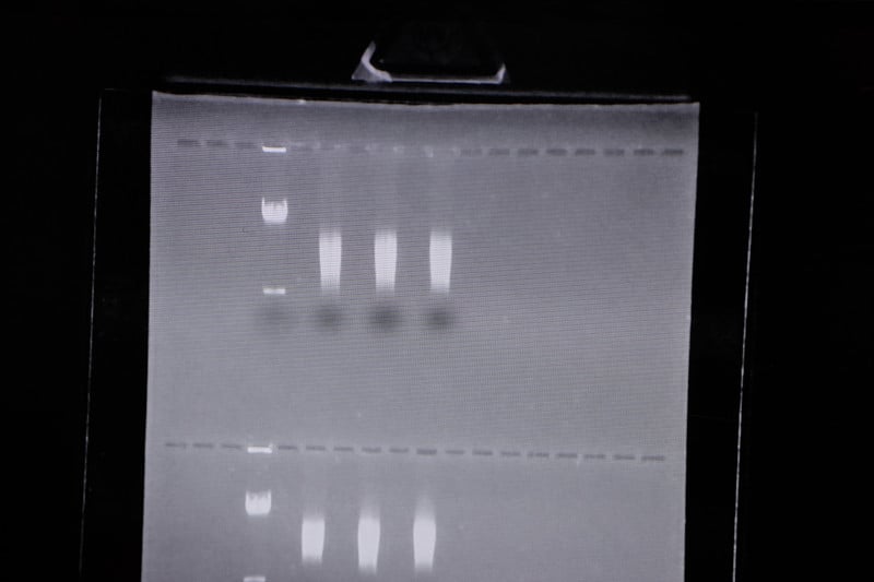 聚合酶链反应(PCR)琼脂糖凝胶电泳是一种用于生物化学、分子生物学、遗传学和临床化学实验室的凝胶电泳