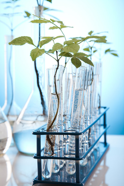 实验室植物学