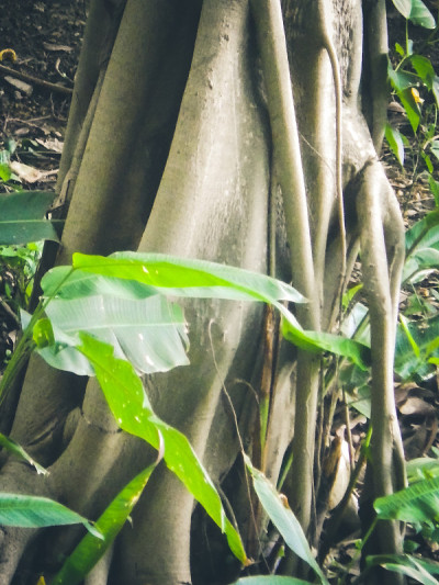 树干和藤蔓，根和植物泰国