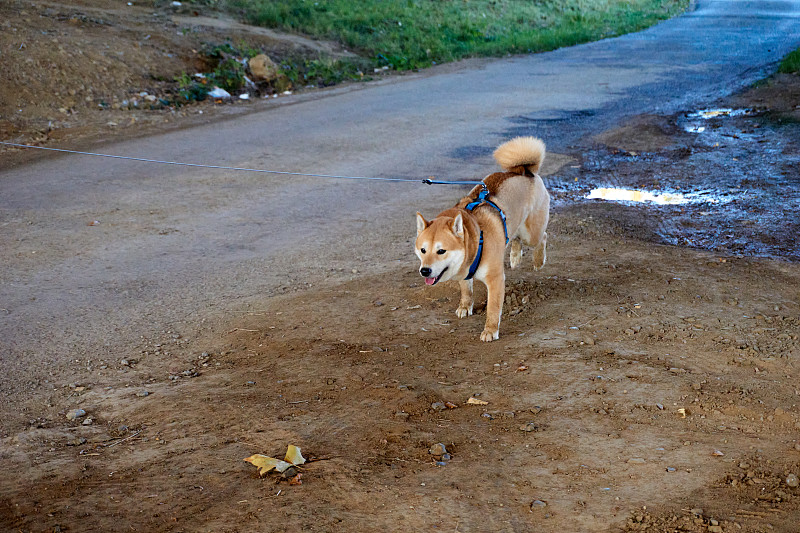 红色柴犬跑着玩泥巴