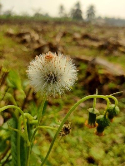 Gynura crepidioides
