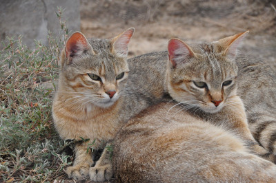 非洲野猫