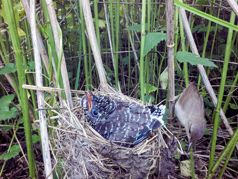 Acrocephalus palustris。自然界中沼泽莺的巢。普通杜鹃(Cuculus cano