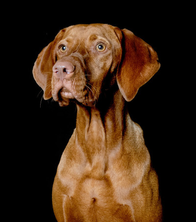 匈牙利Vizsla狗工作室肖像