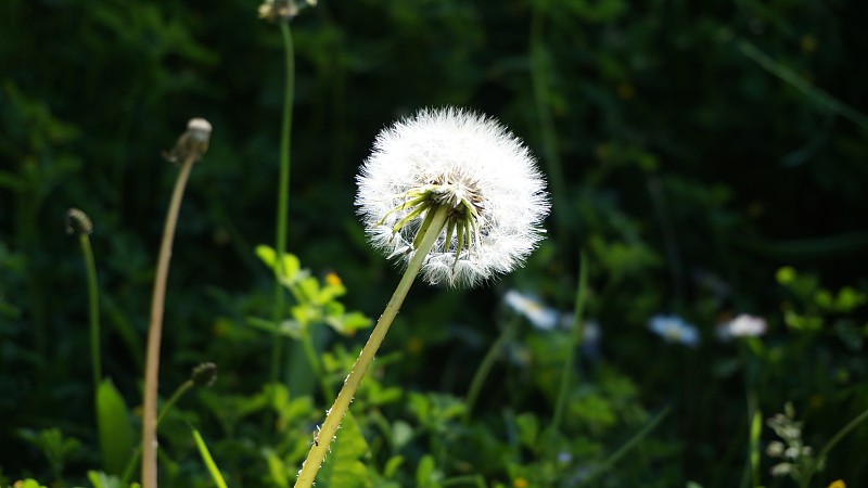 白色的花
