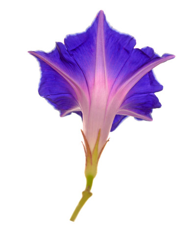 牵牛花的花