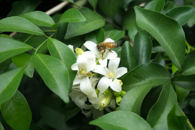 近距离的橙色茉莉(Murraya paniculata)盛开的蜜蜂