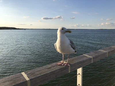 海鸥