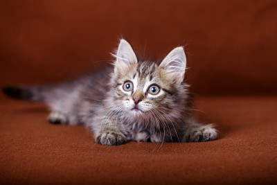 可爱的条纹的小猫