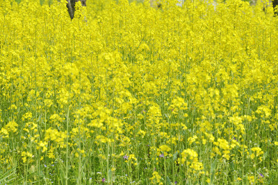 桃花节(日本岛根县大池安)