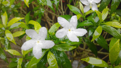 花